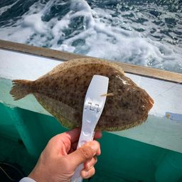 ガンゾウビラメ