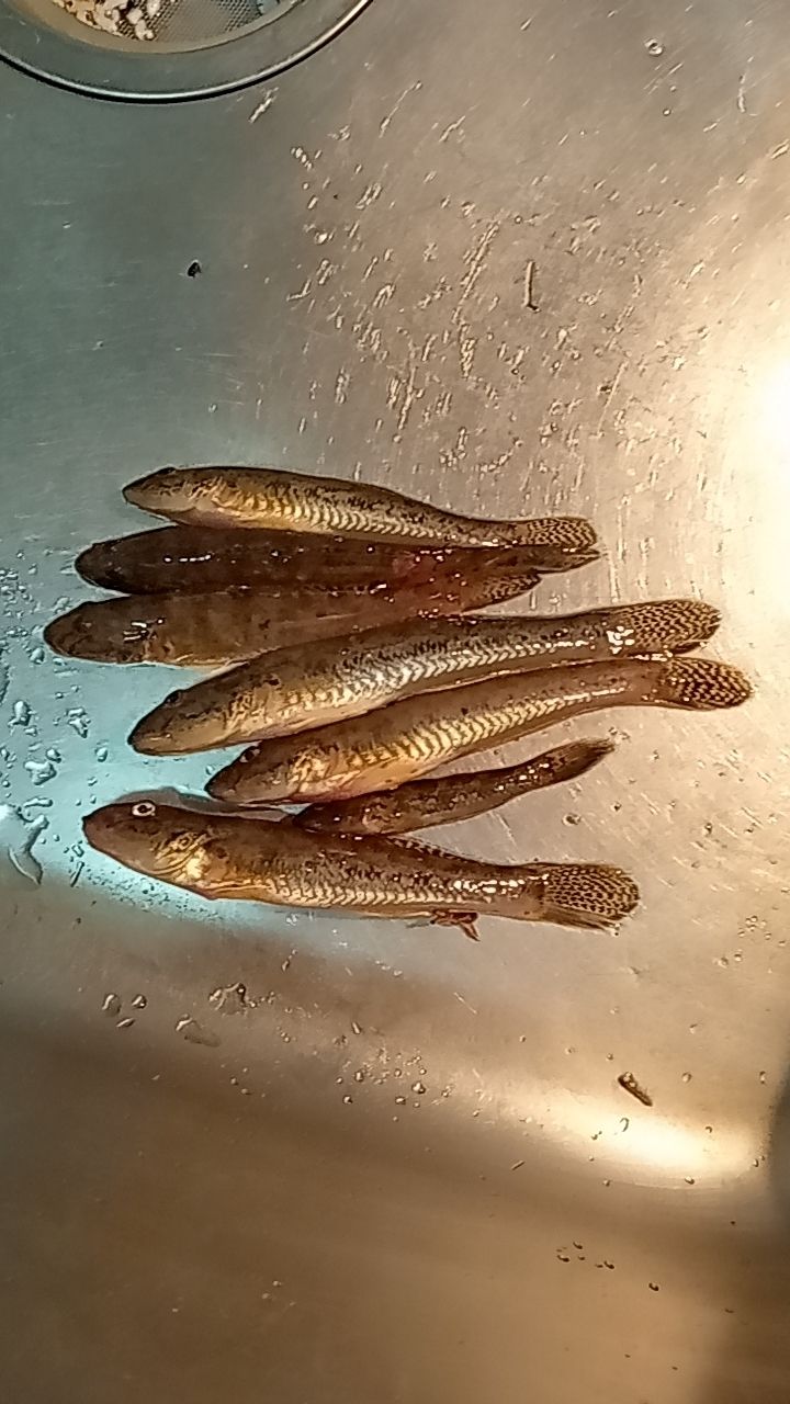 ハゼ