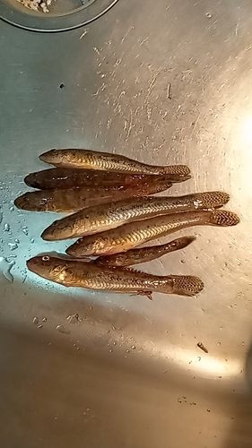 ハゼの釣果