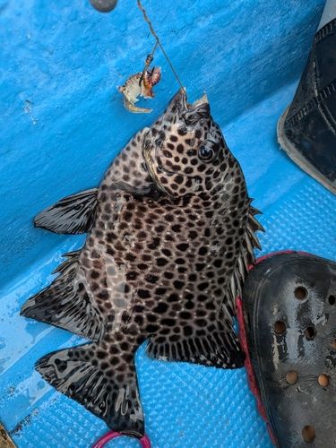 イシガキダイの釣果