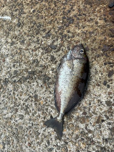 釣果