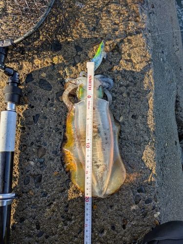 アオリイカの釣果