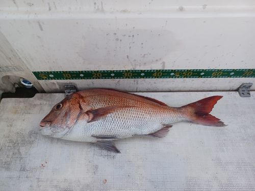 マダイの釣果