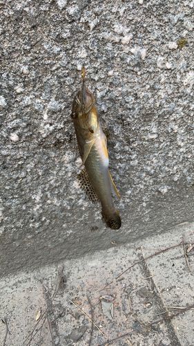 マハゼの釣果