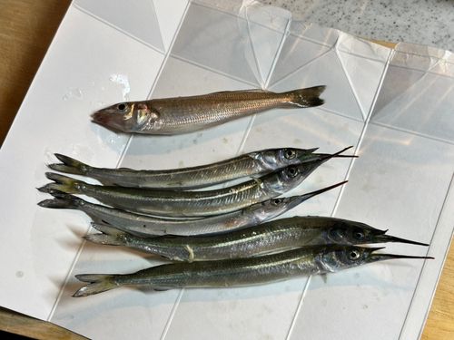サヨリの釣果