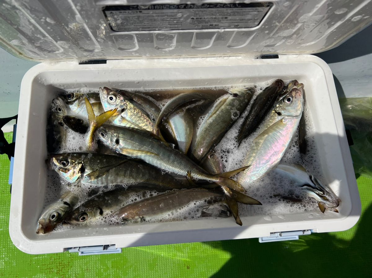 政信丸さんの釣果 3枚目の画像