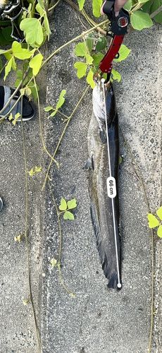 ニホンナマズの釣果