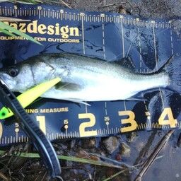 セイゴ（マルスズキ）