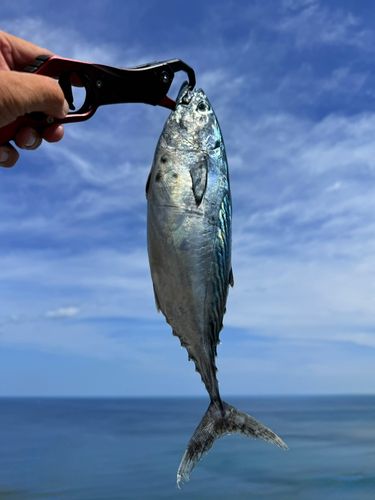 スマガツオの釣果