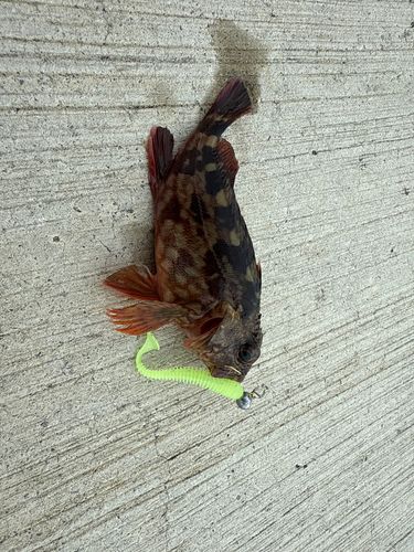 ガシラの釣果