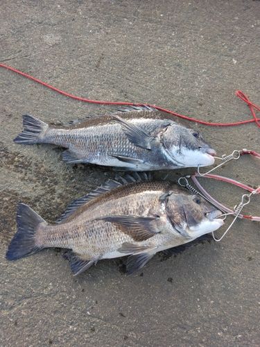 チヌの釣果
