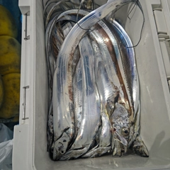 タチウオの釣果