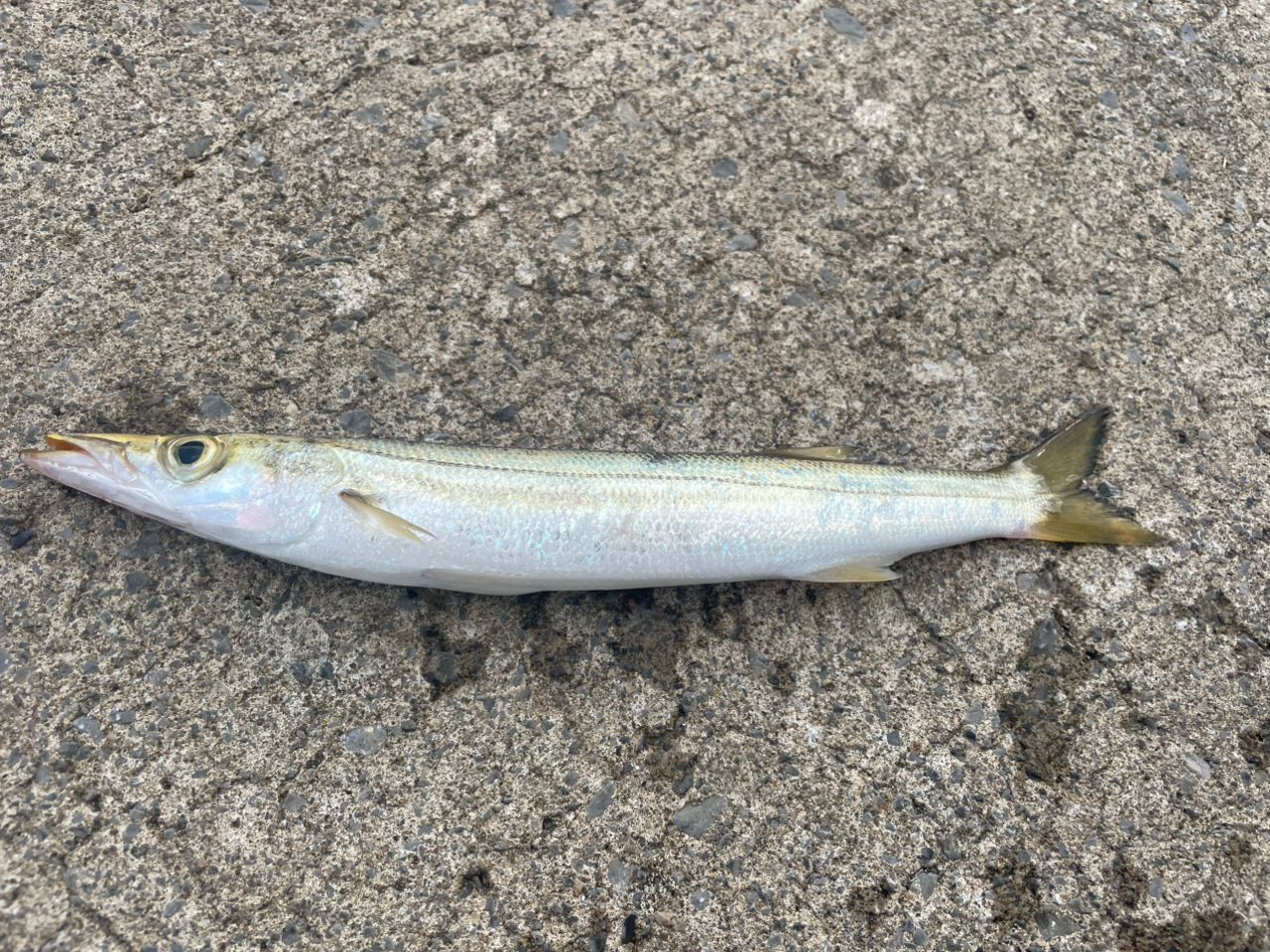 カマス