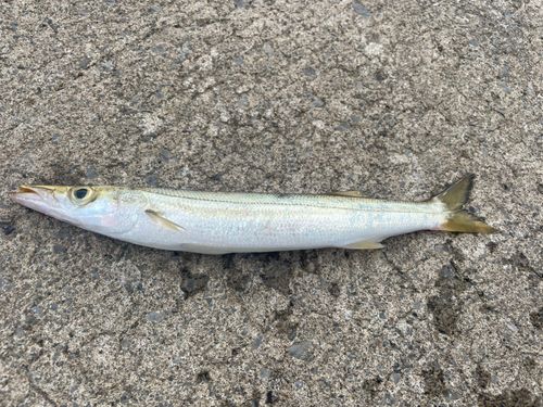 カマスの釣果