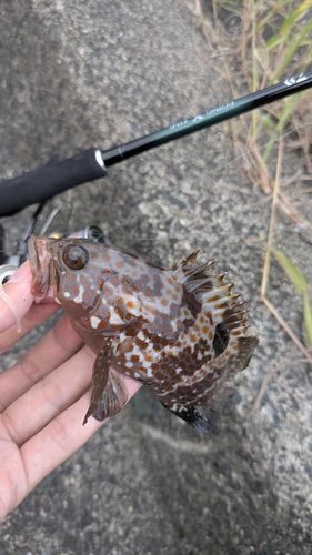 キジハタの釣果