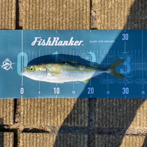 ワカシの釣果