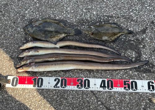 アナゴの釣果