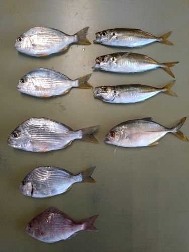 マアジの釣果