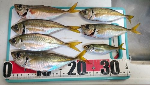 アジの釣果
