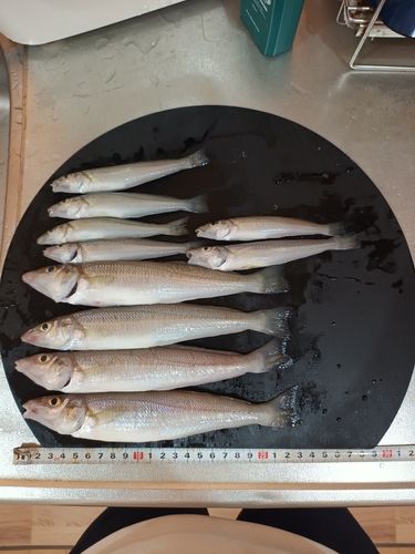 片瀬漁港