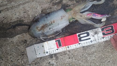 アオリイカの釣果