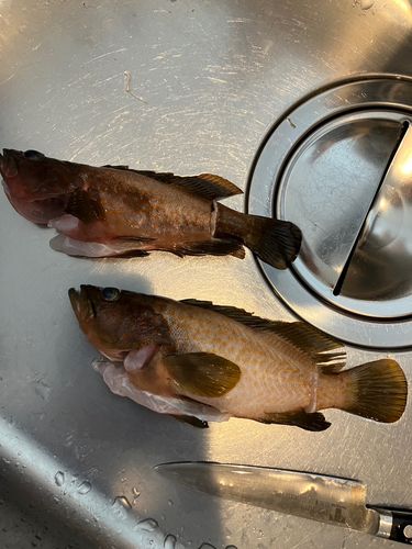 アコウの釣果