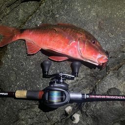 ホウライヒメジ