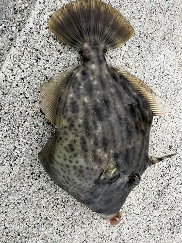 カワハギの釣果