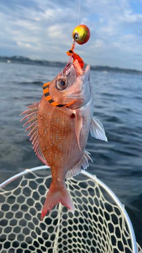 マダイの釣果