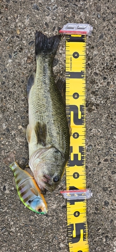 ブラックバスの釣果