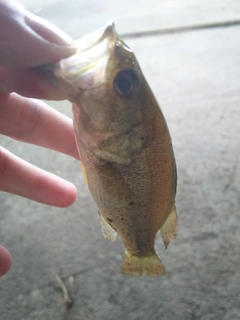 ラージマウスバスの釣果