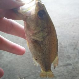 ラージマウスバス