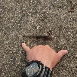 ハゼ