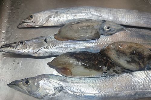 タチウオの釣果