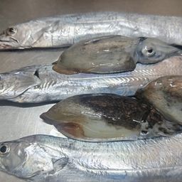タチウオ
