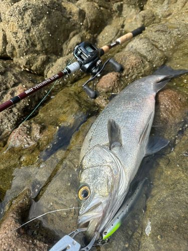 ヒラスズキの釣果