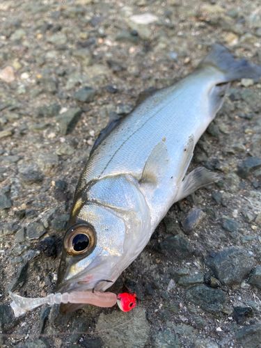 セイゴ（マルスズキ）の釣果
