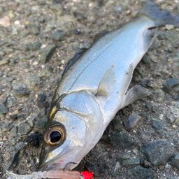 セイゴ（マルスズキ）