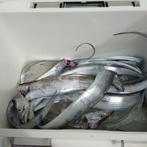 タチウオの釣果