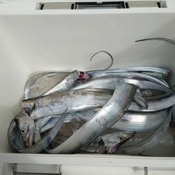 タチウオ