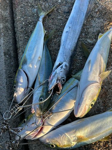 タチウオの釣果