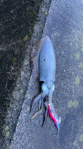鹿児島湾北部