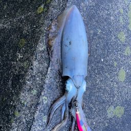 アオリイカ