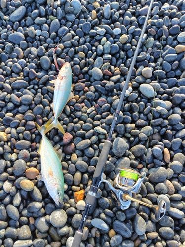 コゾクラの釣果