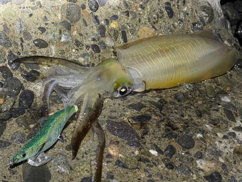 アオリイカの釣果