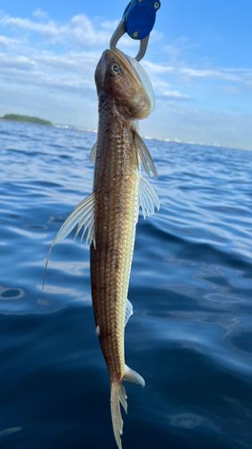 マエソの釣果