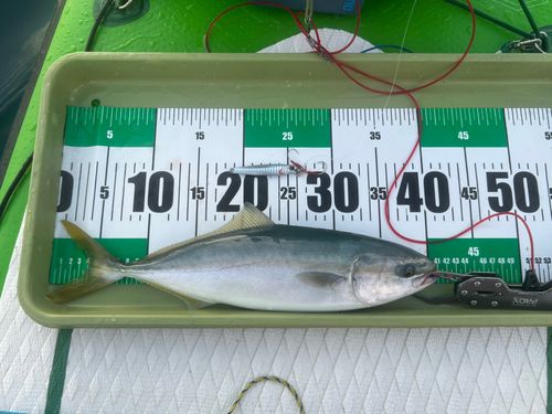 イナダの釣果