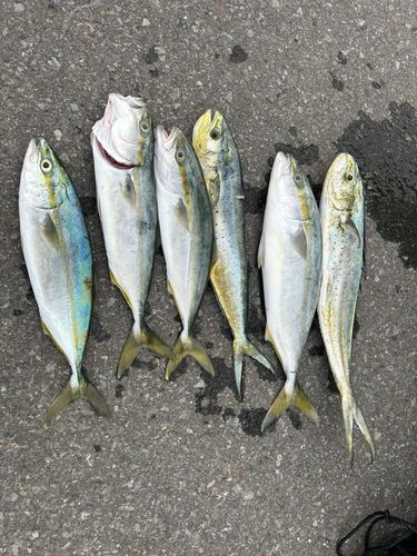 シイラの釣果