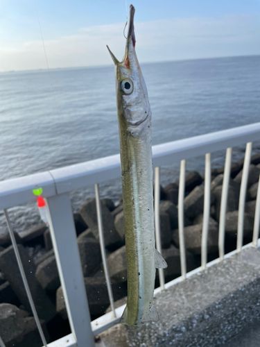 サヨリの釣果