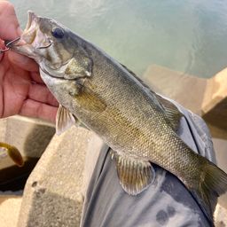 スモールマウスバス